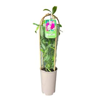 Green sweet pea plant in a tall grey plant pot surrounded by netting and rounded trellis frame