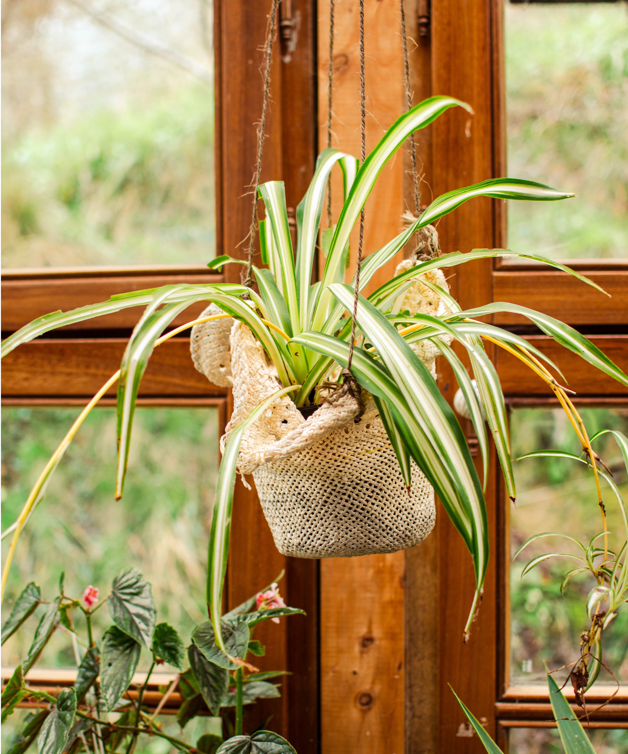 Hanging spider plant