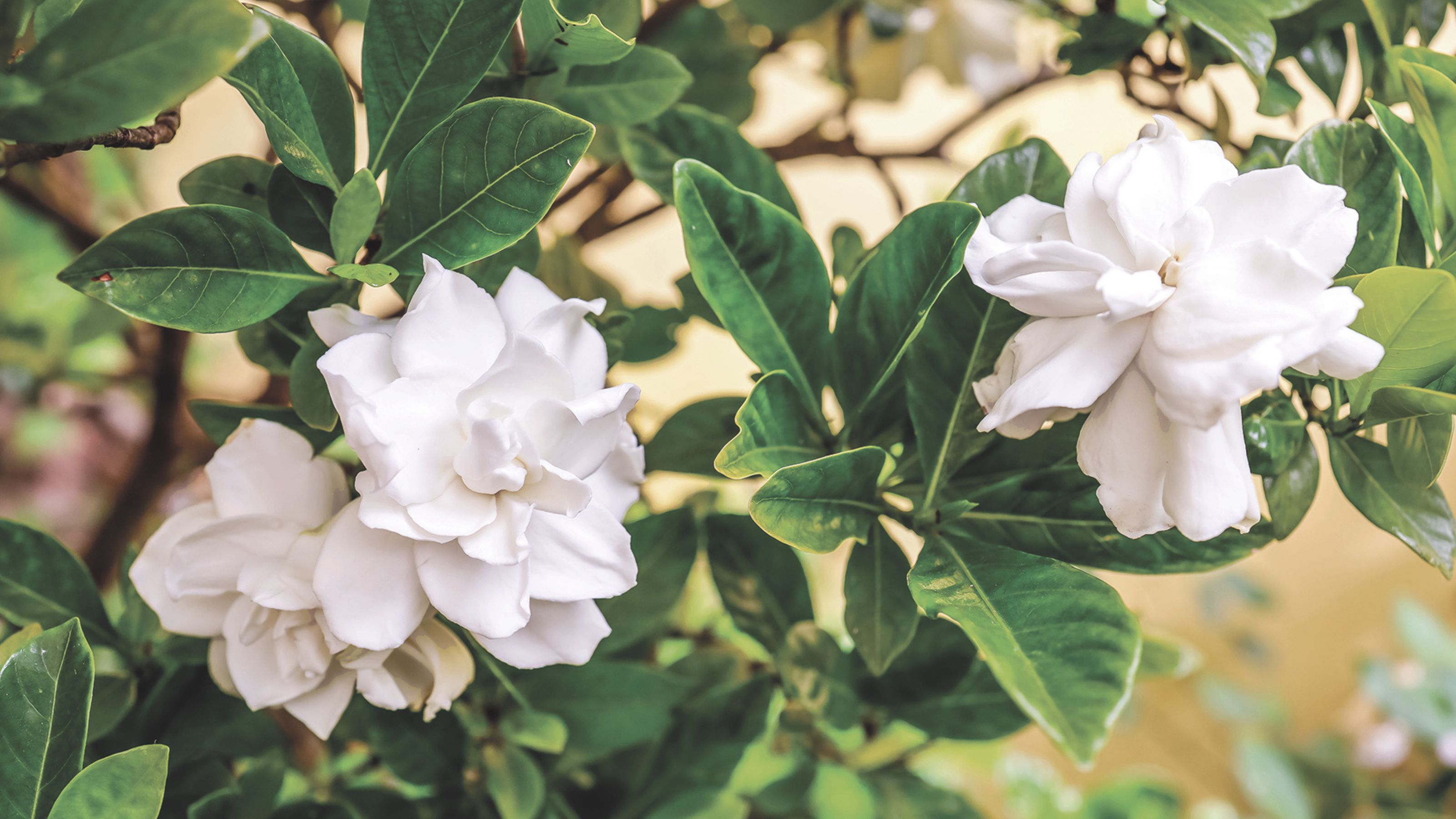 white gardenia flowers on bush