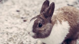 Rabbit in cold snow