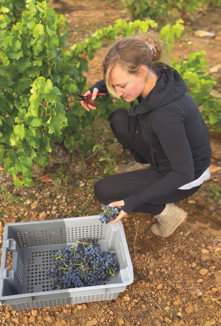 DES316.wines_without_do.annabelle_borra_grape_picking.jpg