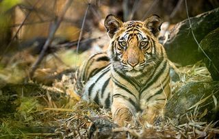 Dynasties - raj Bhera's male cub