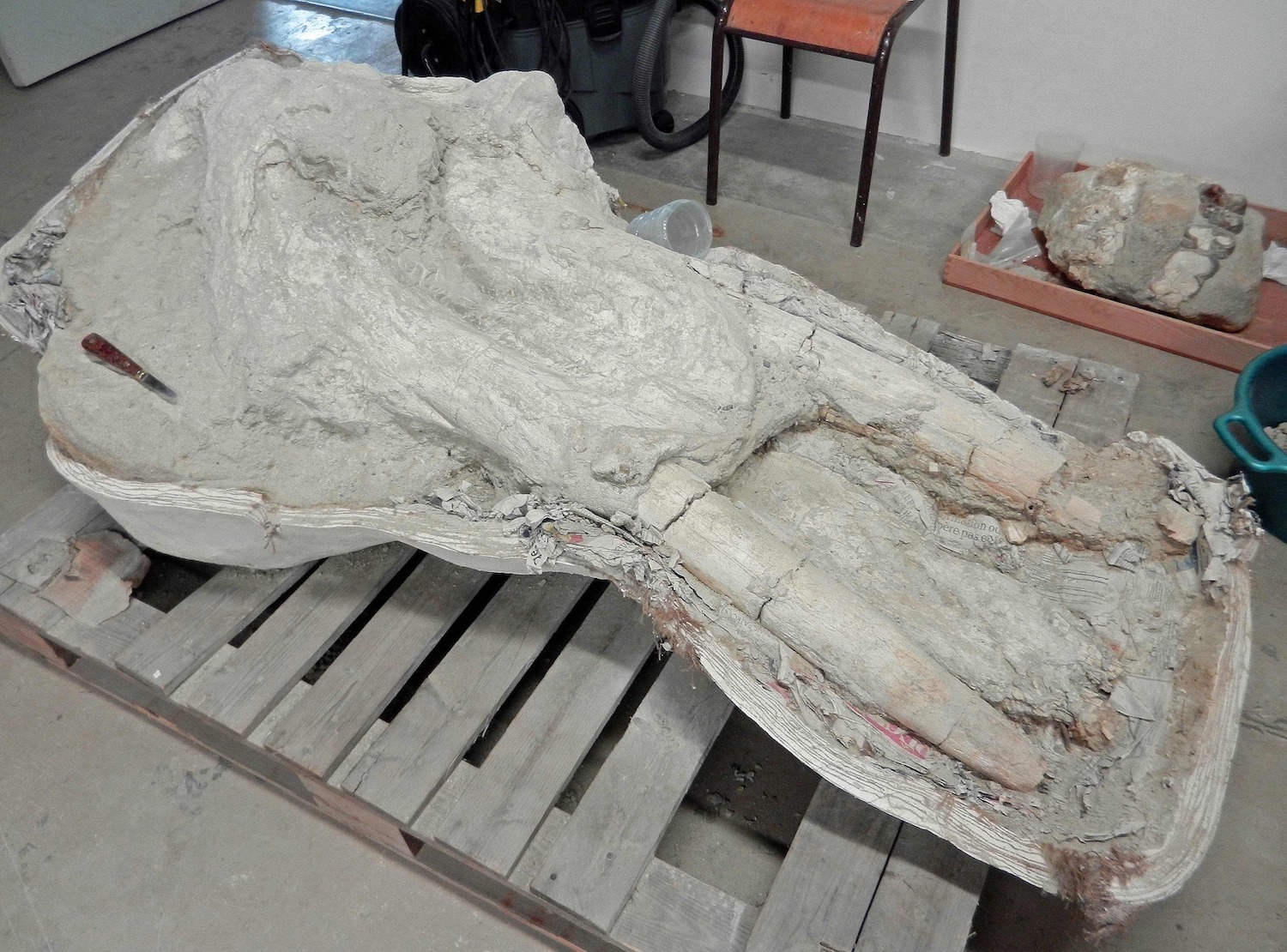 French Farmer Discovered a Rare Mastodon Skull, But Kept It Secret for ...