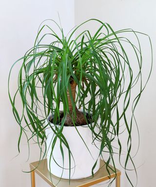 ponytail palm in white pot
