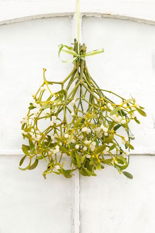 bunch of Mistletoe hanging on a door