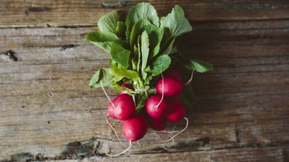 Bunch of fresh radishes in How to grow radishes