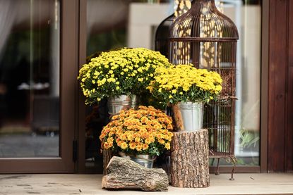 Yellow mums in steel planters 