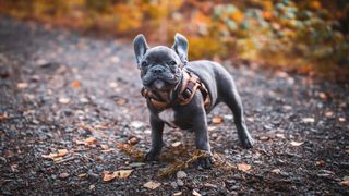French Bulldog standing on gravel path with autumn leaves