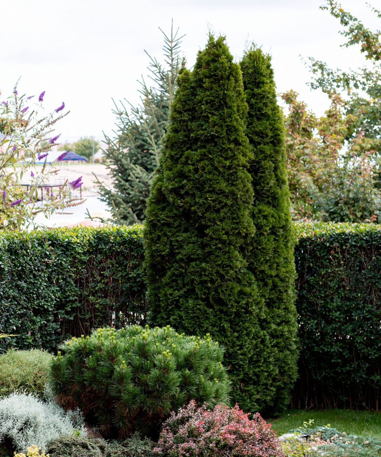 18+ Tall And Narrow Trees How to create backyard privacy without blocking light | Real Homes