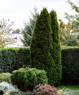 A backyard with two tall cypress trees, a tall green hedge behind these, and a collection of bushes below it