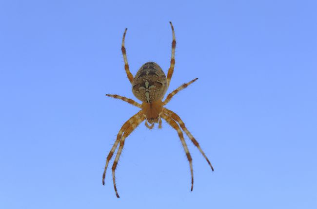 Australia: where spiders rain down from the sky - video report, World news