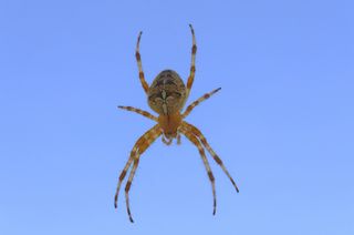 Spider suspended against a blue sky.