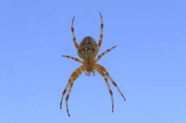 Spider suspended against a blue sky.