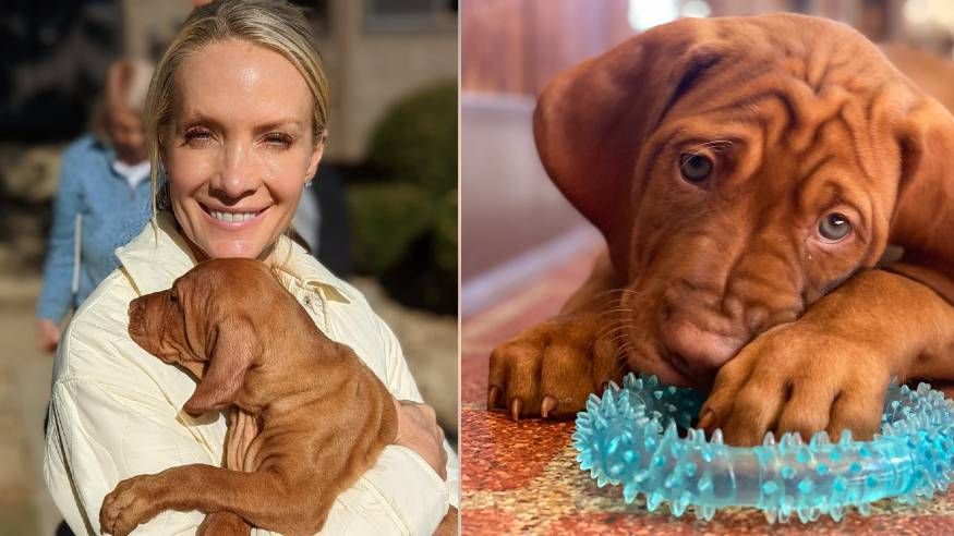 Dana Perino&#039;s dog Percy