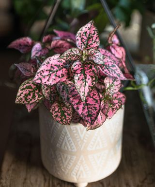 Polka dot plant in a pot indoors