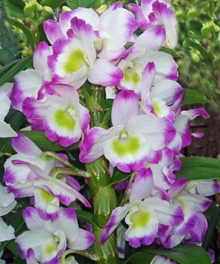 Dendrobium nobile orchid flowers in white and magenta