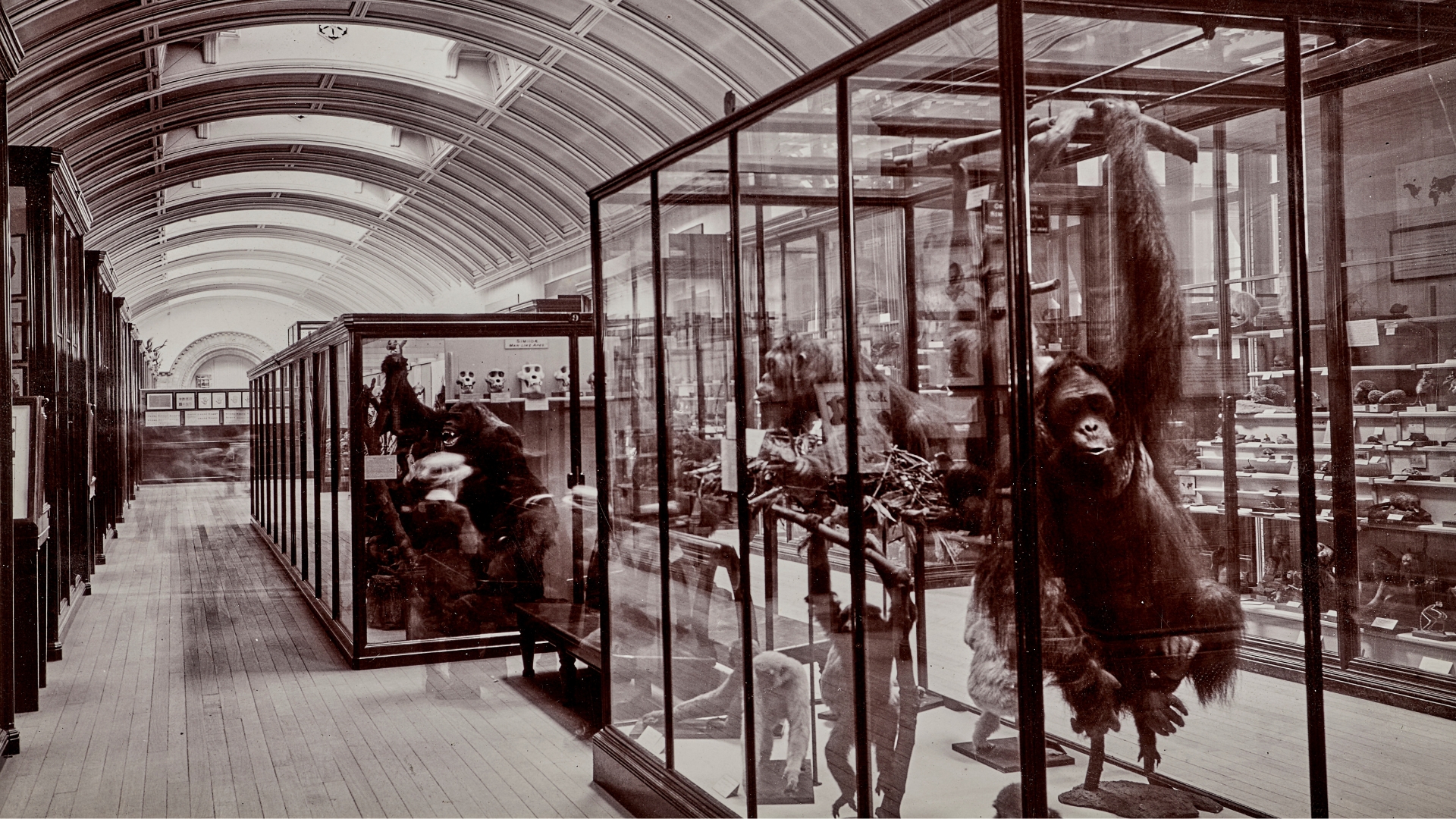 An image of the gallery from 1911 when it was an Upper Mammals Gallery 