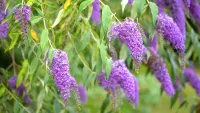 Buddleja bush in garden, one of w&h's best shrubs picks