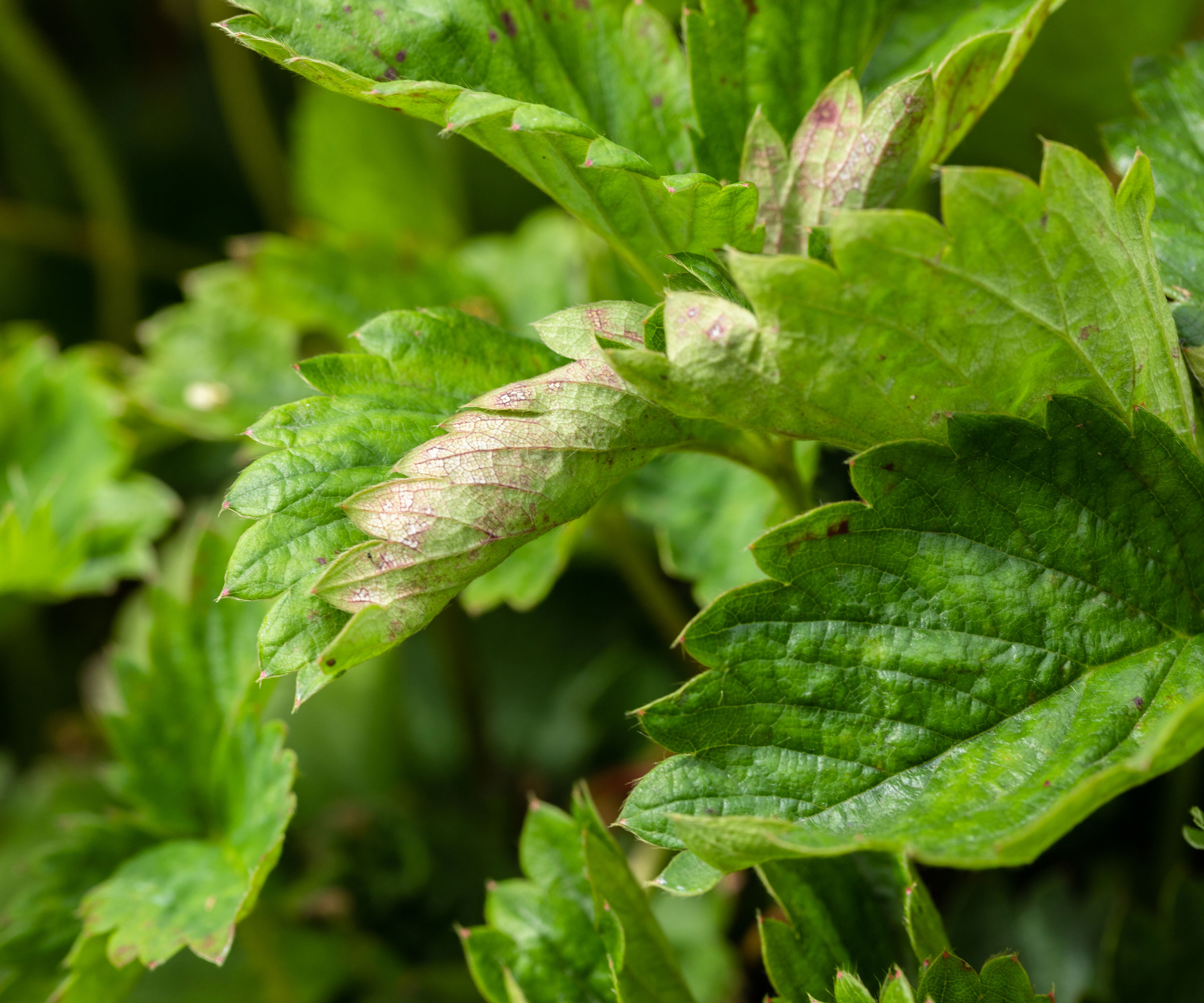 strawberry leaves showing signs of powdery mildew