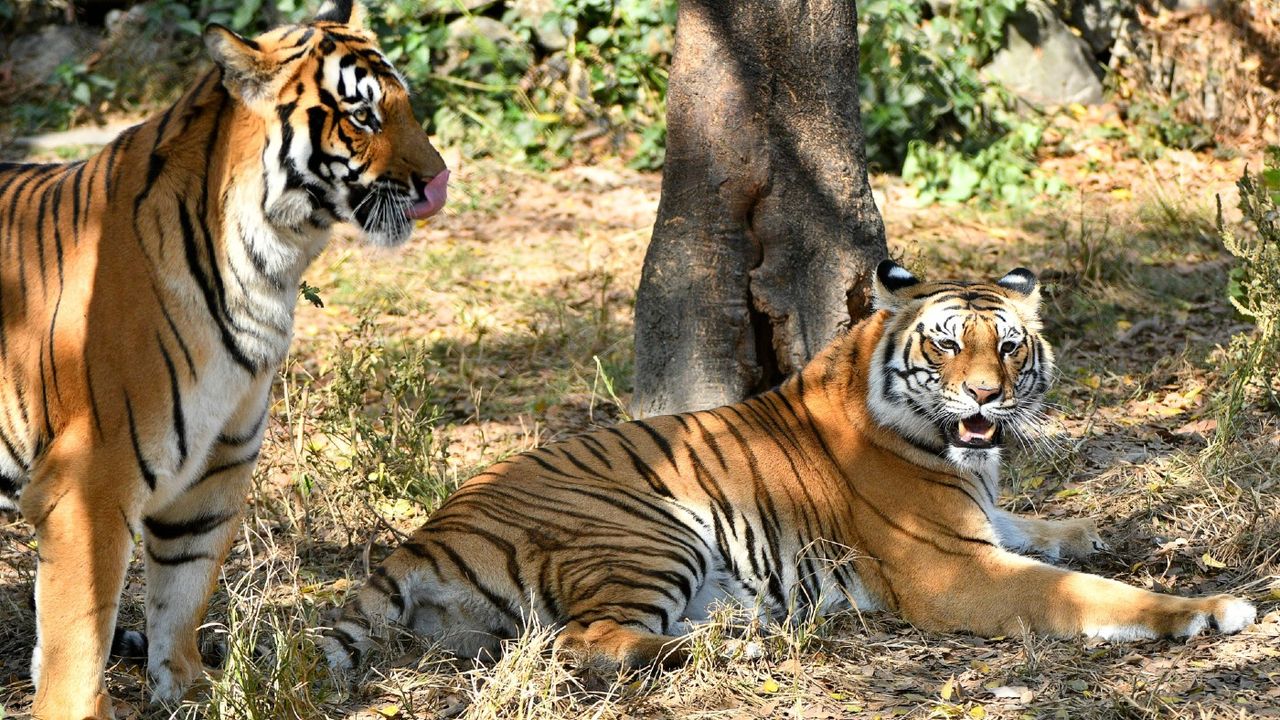 Tigers at a zoo in Nepal