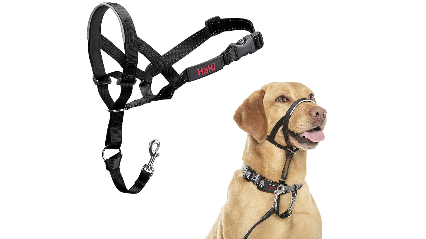 Halti dog training collar