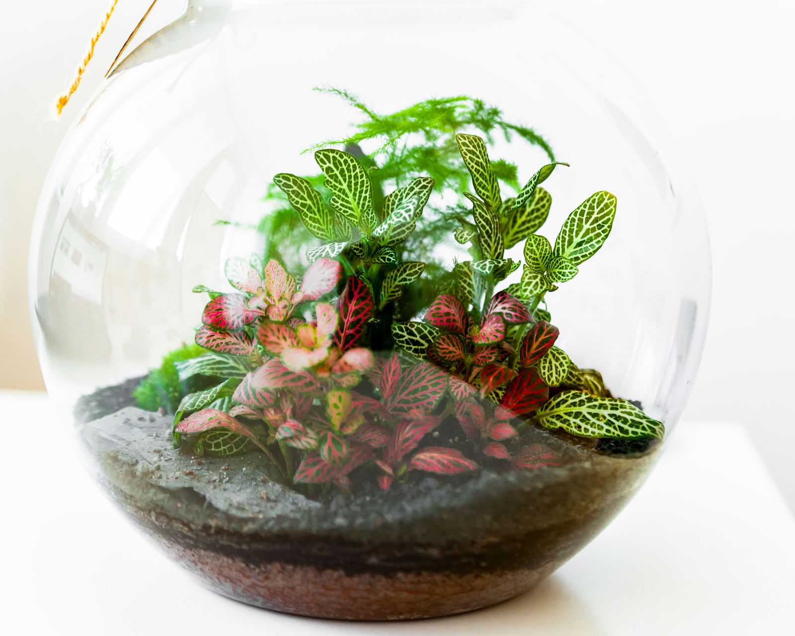 Best Plants For Terrariums 7 Easy Choices For Beginners Real Homes best-plants-for-terrariums-7-easy-choices-for-beginners-real-homes
