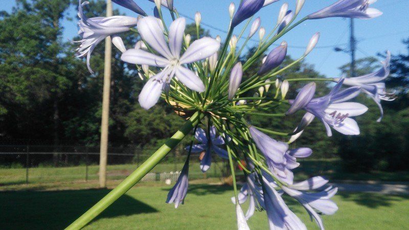 Huawei P8 lite sample pic