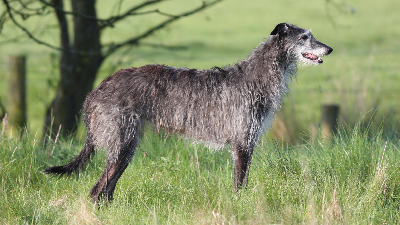 Irish Wolfhound