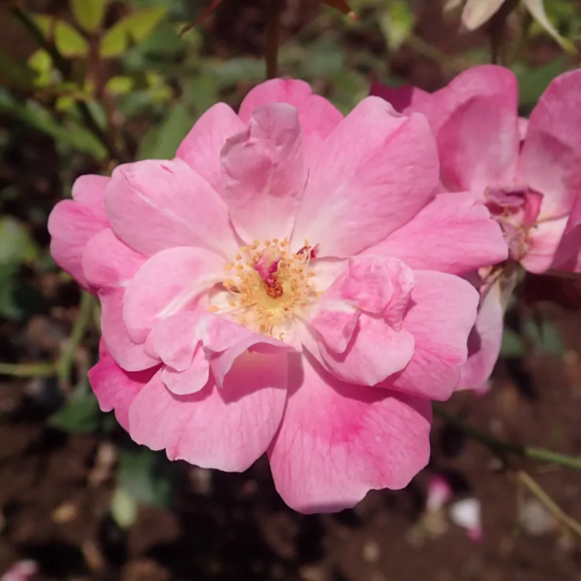 Rose 'Old Blush' Shrub Rose