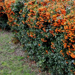 Pyracantha hedge with orange berries