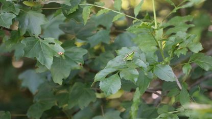 A small green cricket on a large, darker green leaf