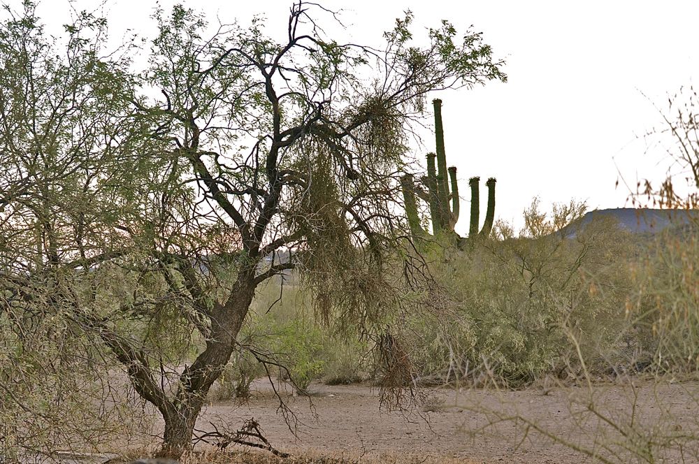 Desert Mistletoe: Photos of 'Tree Thieves' in the American Southwest