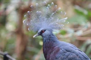 Victoria crown pigeon shot on the Canon EOS R8 camera