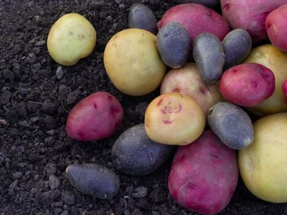 A pile of small red, yellow, and blue potatoes