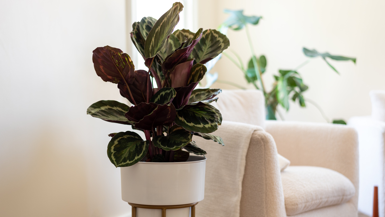 How to revive a dying calathea