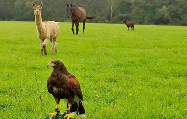 Ronnie-horse, Curly- pale suri alpaca, Bertie- brown huacaya alpaca, Lady- Harris hawk