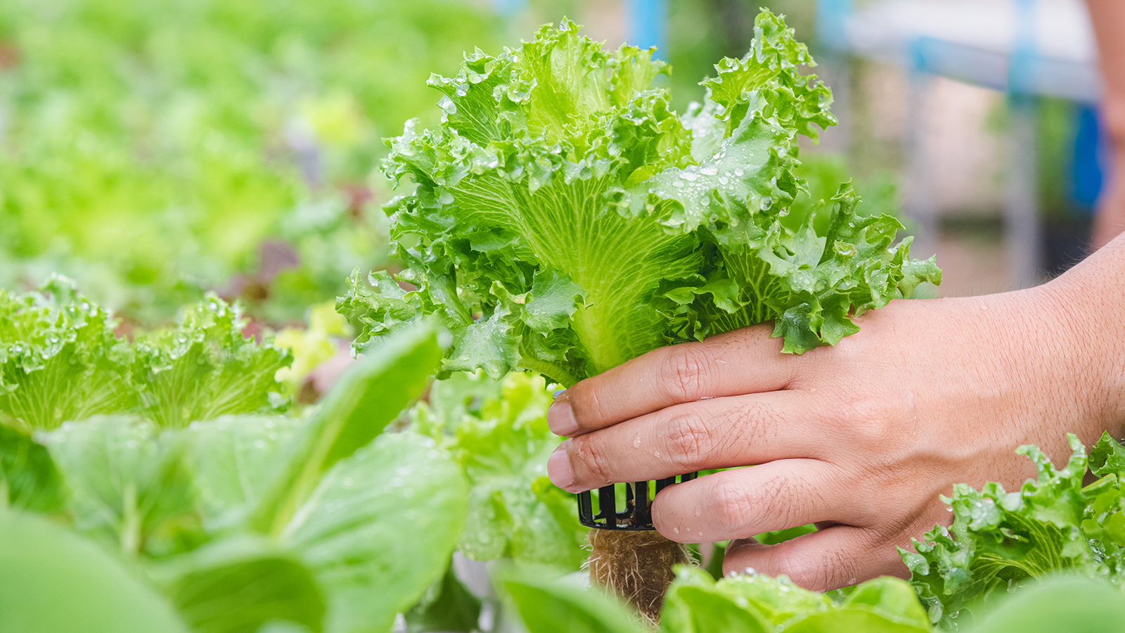 Growing hydroponic lettuce