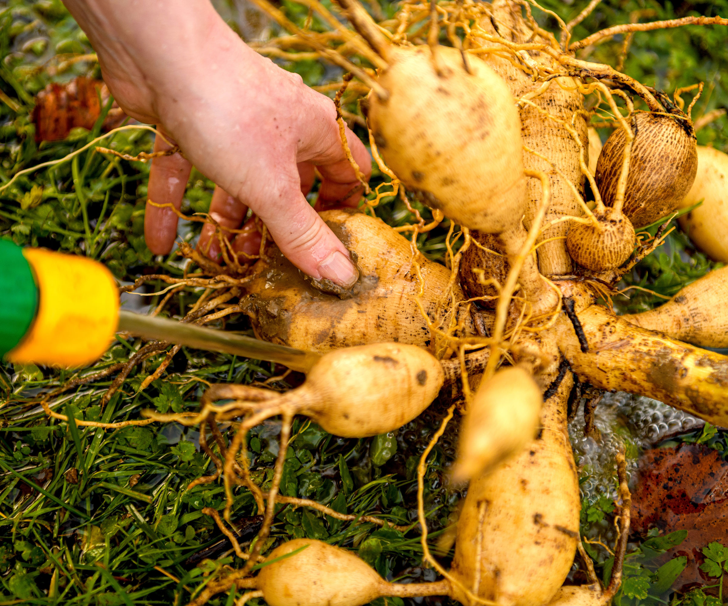 dahlia tubers being divided with knife