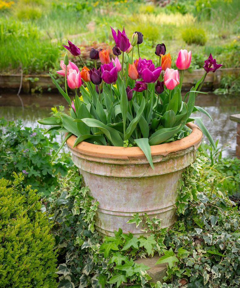 Ivy care and growing guide tips for these climbing vines Gardeningetc