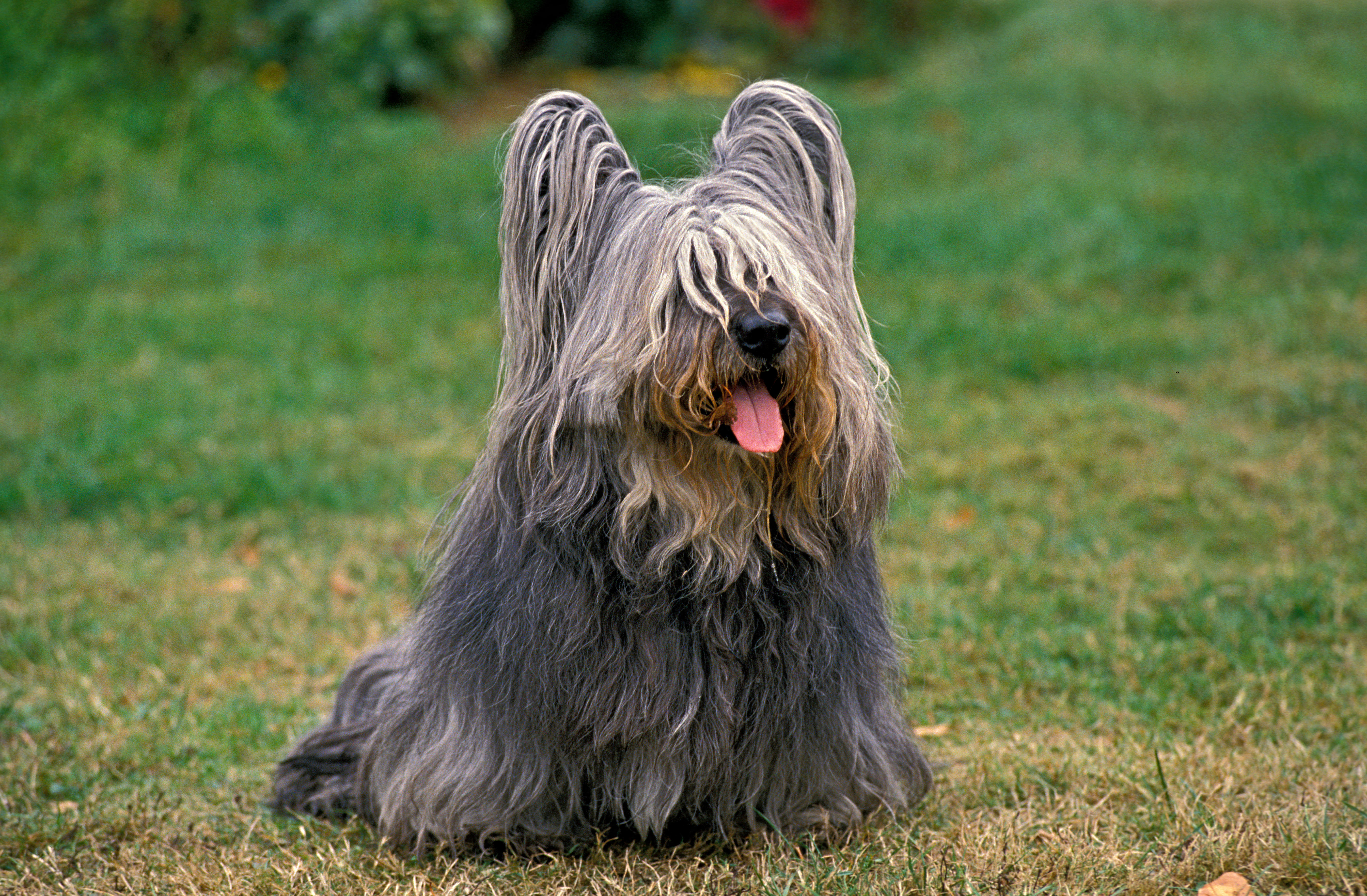 Skye terrier