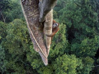 Entwined Lives: Tim Laman won the overall title with his image of a male Bornean orangutan, climbing an emergent tree in its dwindling habitat