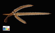 A 19th Century shark tooth weapon from the Gilbert Islands.