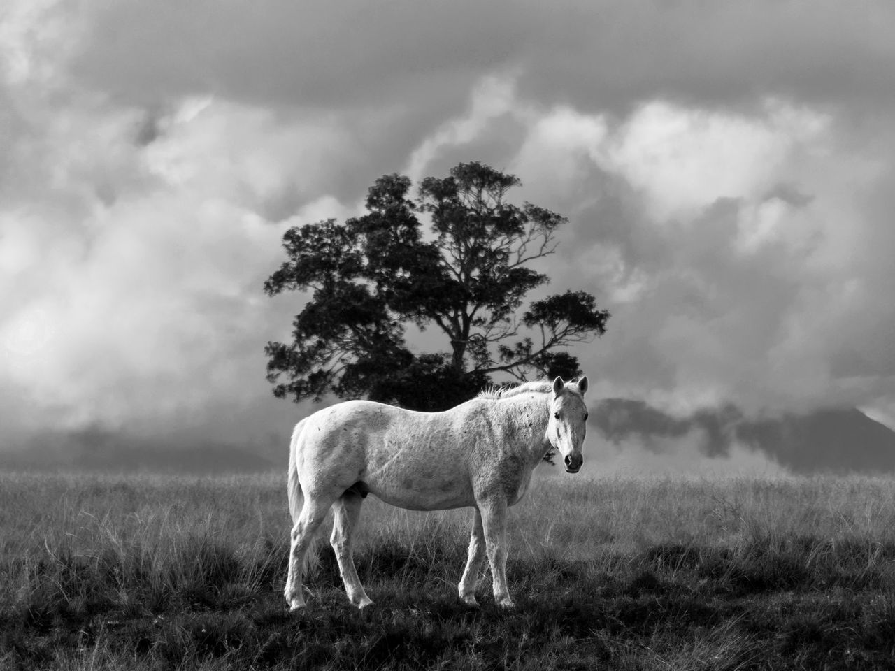 GuruShots - Powerful Black &amp; White Jan 26