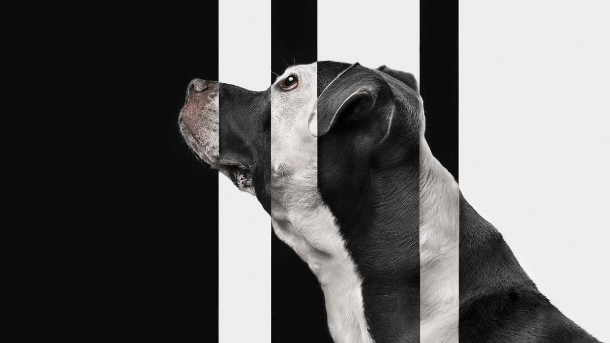 Profile of dog with shadowy lines on it face.