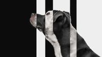 Profile of dog with shadowy lines on it face.