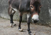 Johnny's_rescue._Photo_copyright_of_The_Donkey_Sanctuary.JPG