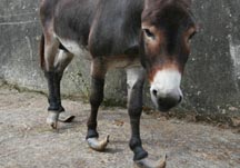 Johnny's_rescue._Photo_copyright_of_The_Donkey_Sanctuary.JPG