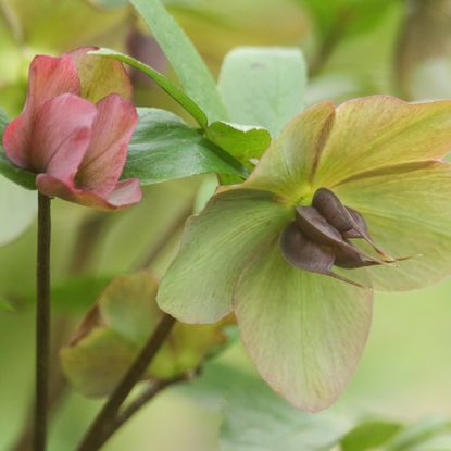 christmas rose hellebore flower