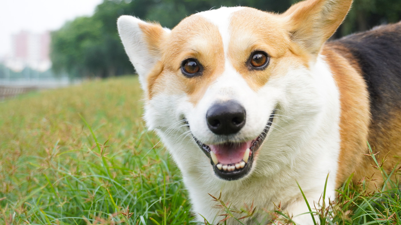 Close up of happy Pembroke Welsh Corgi