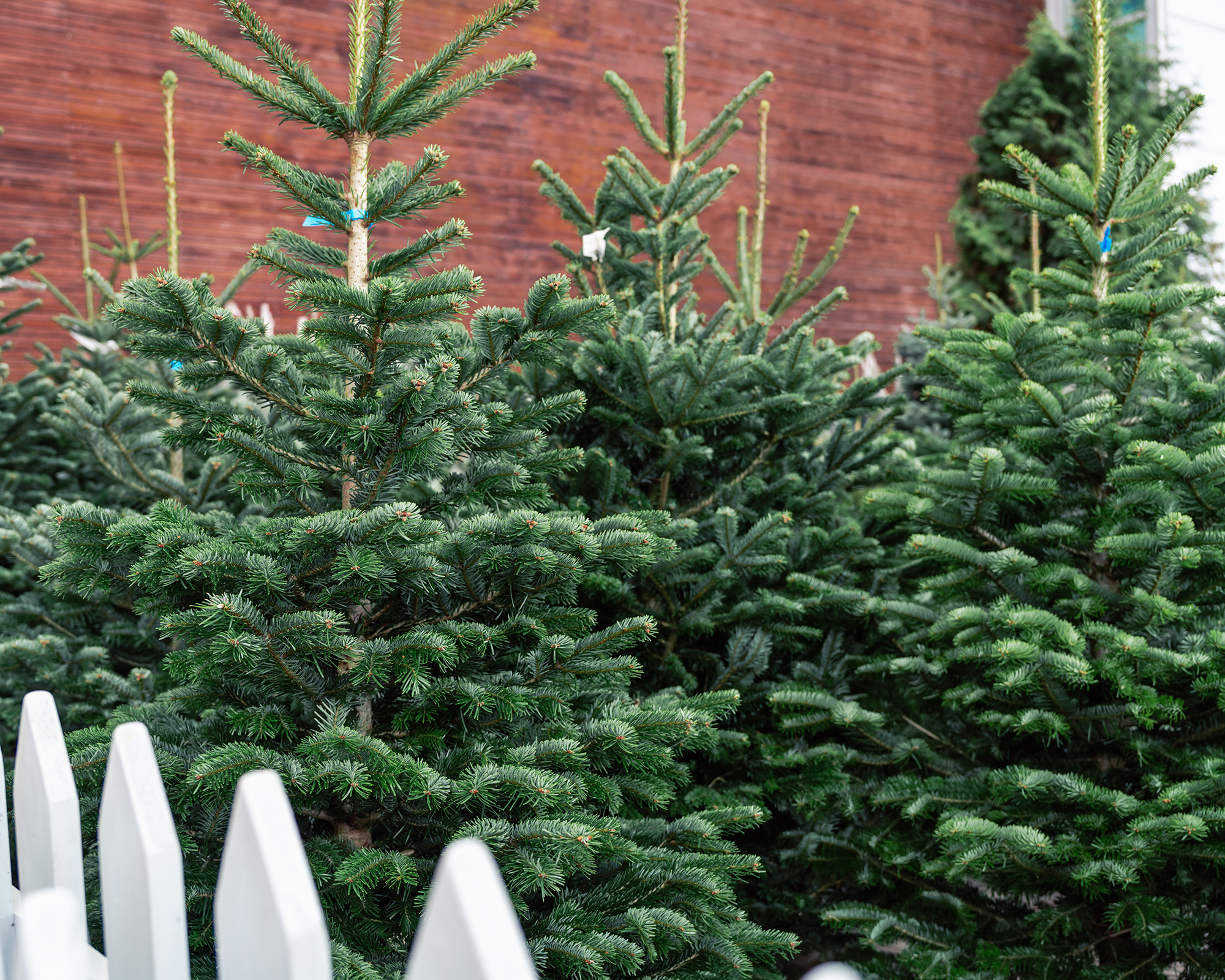 Beautiful Christmas trees on display in market area with white fence in the front